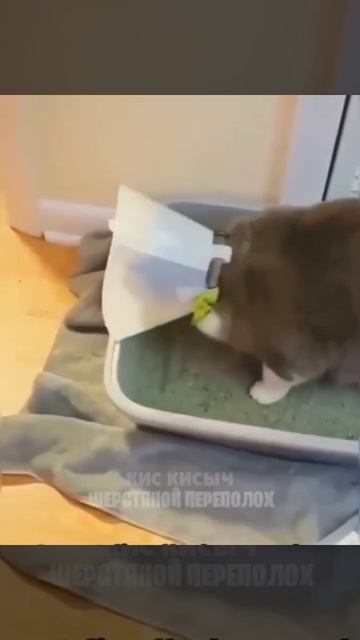 угар только есть где и жалко котика