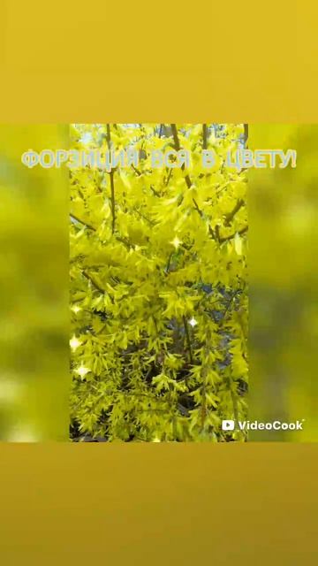 ФОРЗИЦИЯ В ЦВЕТУ КОНЕЦ АПРЕЛЯ