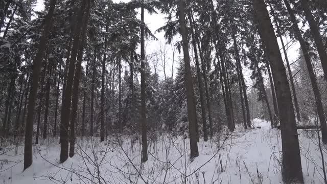 ОХОТА НА КОПЫТНЫХ ЗАГОНОМ