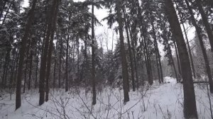 ОХОТА НА КОПЫТНЫХ ЗАГОНОМ