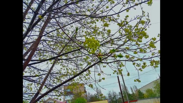 КРАСОТА В ГЛАЗАХ СМОТРЯЩЕГО