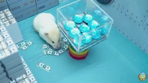 Хомячок сталкивается со свирепой акулой, убегая из лабиринта! часть 11