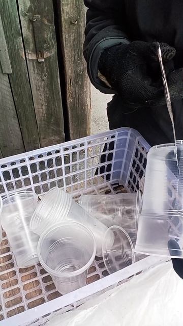 Посев арбузов ,дынь, огурцов