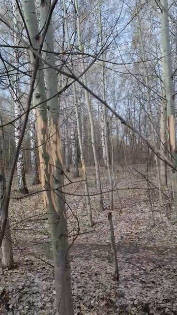 Как питается лось в черте города Набережные Челны