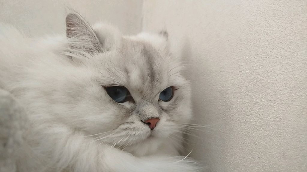 готовлю еду