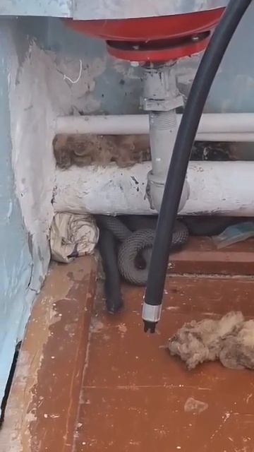 Огромная гадюка заползла в ФАП под Набережными Челнами
