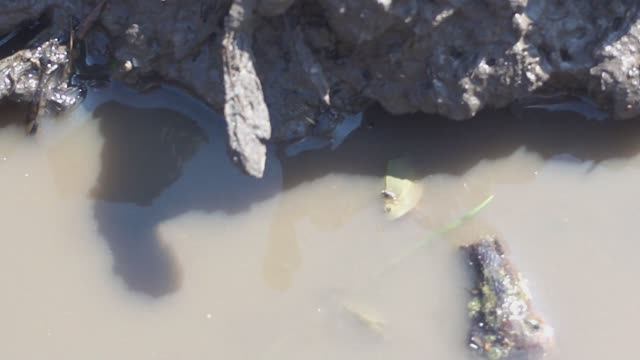 Одни из древних существ - Щитни. Малый пестрый дятел за работой. Большой пестрый дятел на поилке