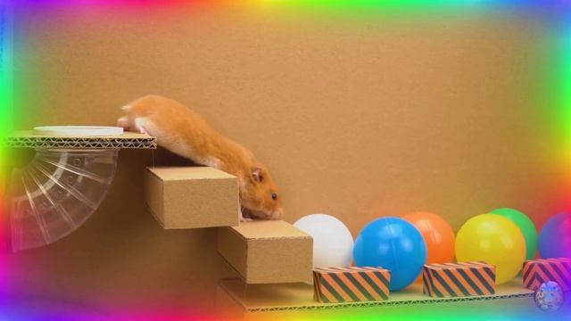 Милый хомячок исследует увлекательный лабиринт шаг за шагом. часть 6