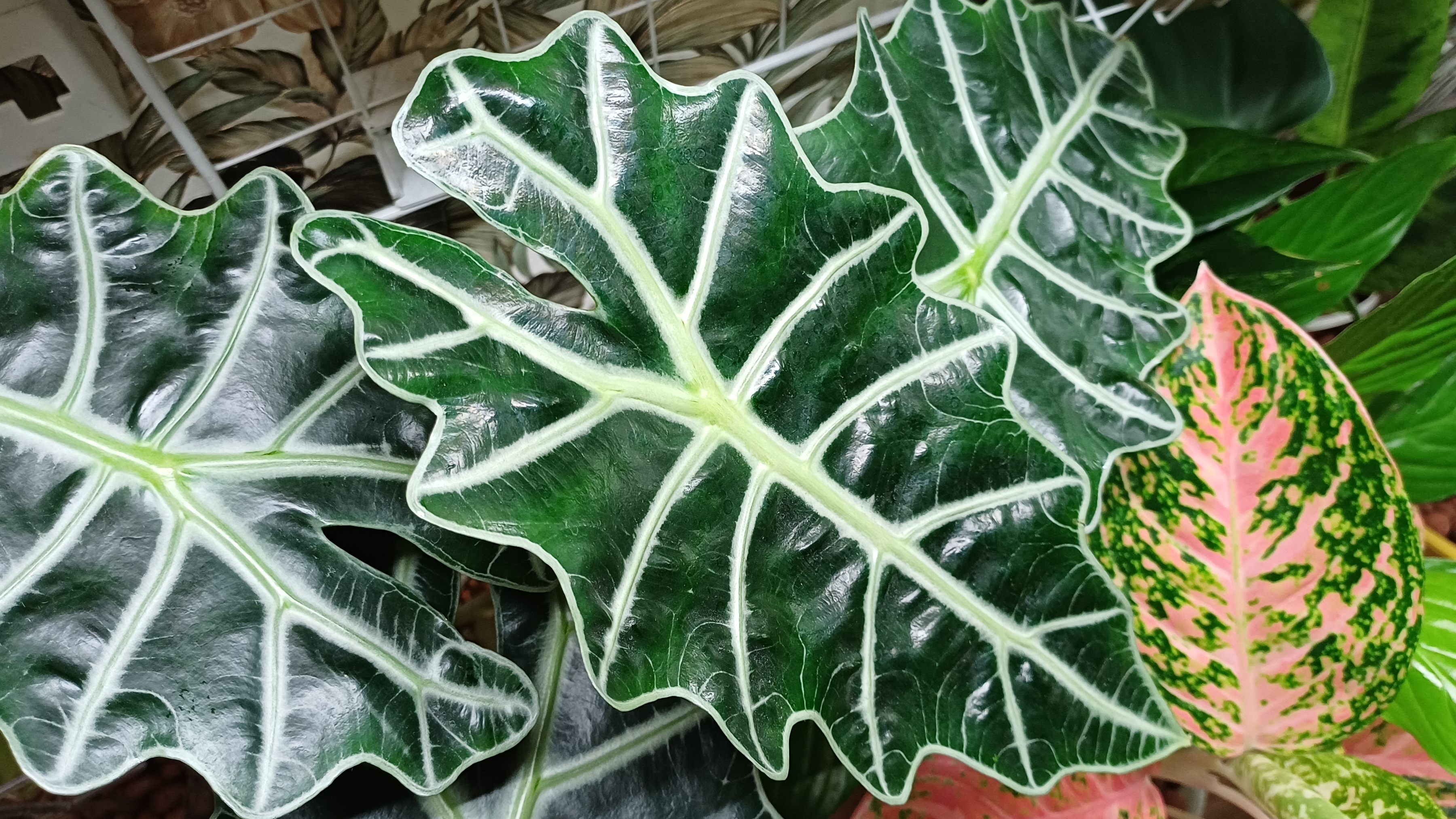 Комнатные растения🌿❤️ Будни цветовода☀️💧