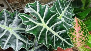 Комнатные растения🌿❤️ Будни цветовода☀️💧