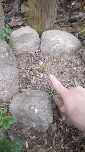 Цветение медуницы апрель 2026г🙂