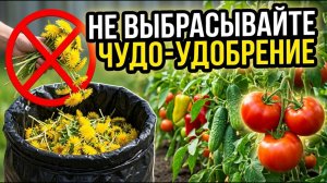Одуванчик – сокровище садовода! Чудо-удобрение для помидоров, огурцов, перца и баклажанов