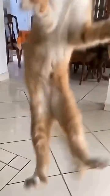 Забавные кошки