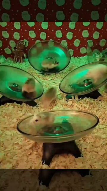 хомячки бегают под фонк