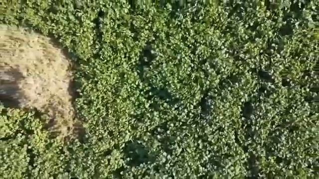 МЕРТВОЕ МОРЕ ЗАЦВЕЛО