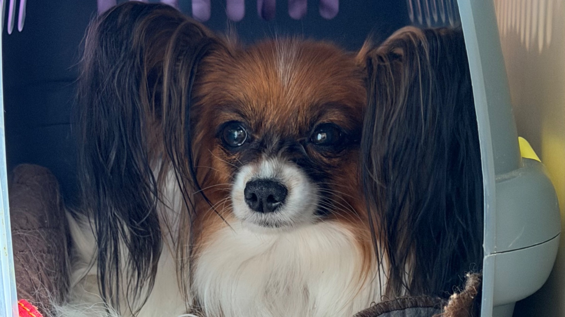 Путешествия с собакой.