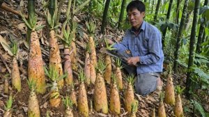 Собрал урожай бамбуковых побегов на самой высокой горе. Все продал в магазине. Жизнь во Вьетнаме