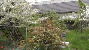 Дождь... Зелень... Запах... (вне серий)