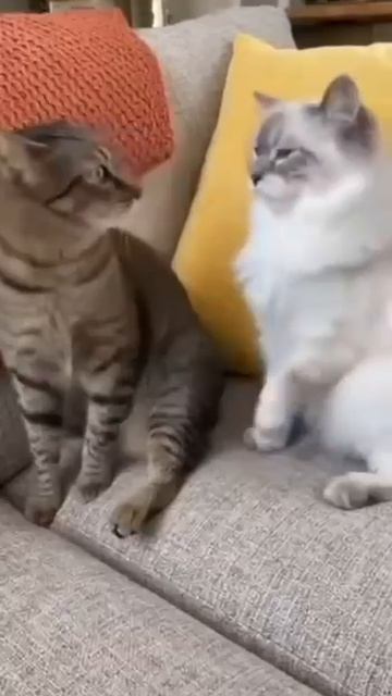 приколы с котами (отрезок)