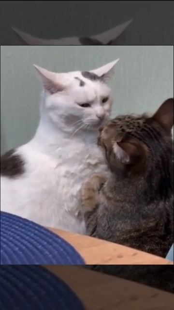 от любви до ненависти