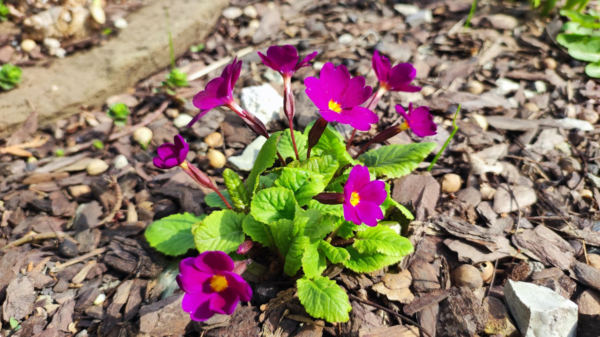 Наш сад 18.04. Сажаю верески. Работа со злаками и др.