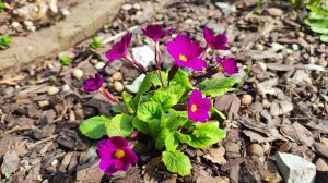 Наш сад 18.04. Сажаю верески. Работа со злаками и др.