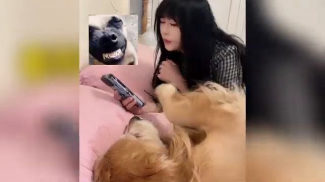 Самые смешные видео с домашними животными! Попробуй не засмеятся!!!