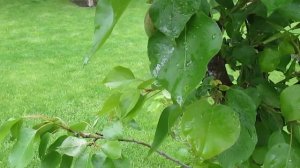 Болезни и вредители на плодовых. ЧТО ДЕЛАТЬ. Ответы на вопросы, 1часть. #ВиталийОрех #Виталий7соток