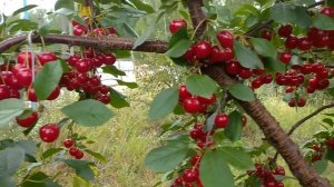 Вишня Норд стар, обзор