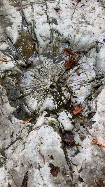 Кажись инопланетяне 👽