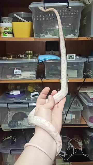 Маисовый полоз Карамелька. 8 апреля 2026 г.