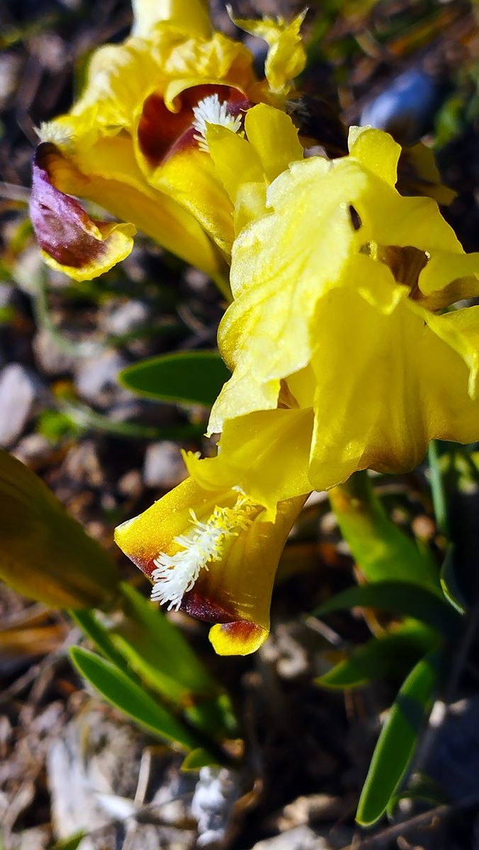 Наперекор ветрам распускаются ирисы на мысе Капчик в Новом Свете. Крым.