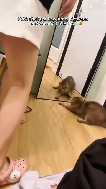 Кошки и зеркало.