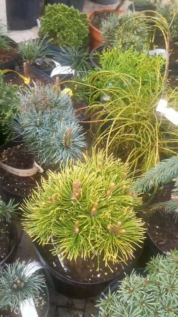 ❤🌲Хвойные растения в ассортименте
✔Продажа растений в макс и телеграм канале: Https://t.me/love_is_h