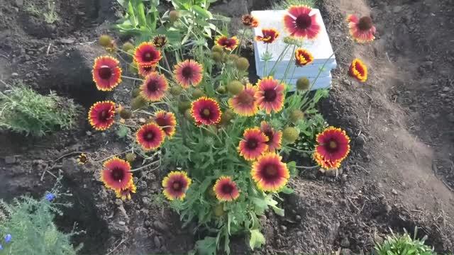 Выращивание многолетнего цветка гайлардии остистой из семян
