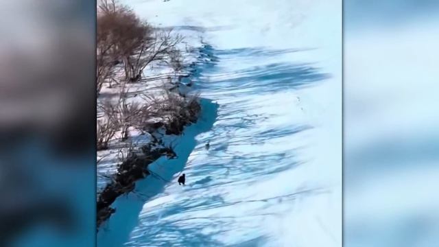 Уничтожил за Секунду! Сражения Животных Снятые на Камеру!