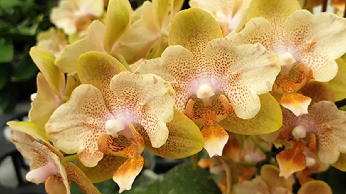 Орхидеи 🌺 Посылка с подростками 🦋🧡💛