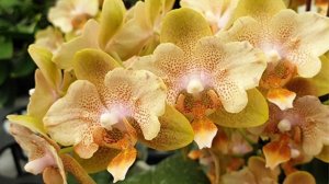 Орхидеи 🌺 Посылка с подростками 🦋🧡💛