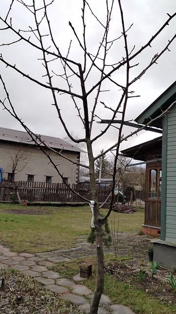 Посадили новые вишни и груши в саду в апреле 2026