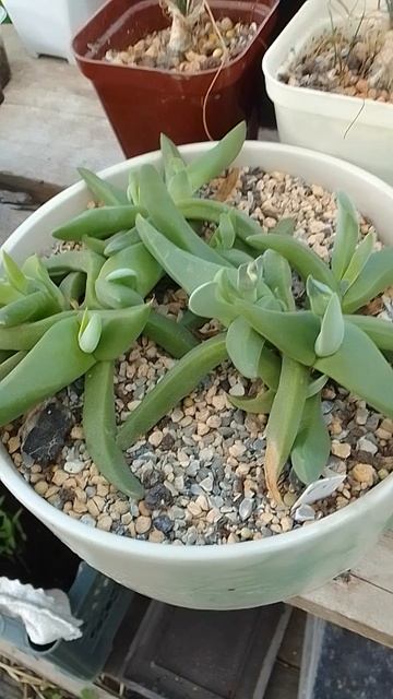 Какой то интересный суккулент