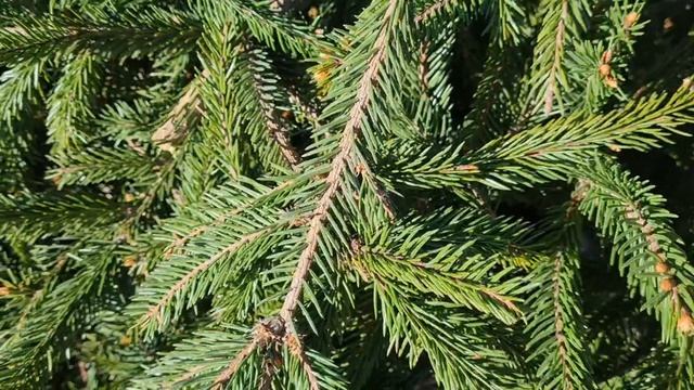 Дача 20.04.26г.🏡Укорачиваем ёлку, мульчирую гортензии!🌲