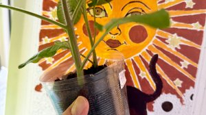 Окончательная перевалка томатов в больший объем. Воет сирена, Белгородские будни.