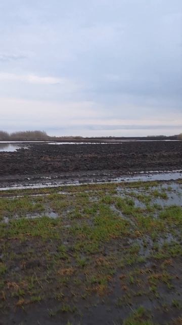 Поля затопило 😱 #YogaFerma #AUM #RWA #ферма #сельскоехозяйство #органическоеземледелие #пшеница