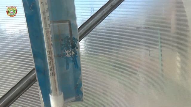 Рассада помидоров в опасности! Защита от холода в теплице