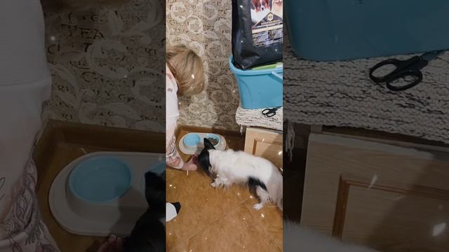 Распаковка ROVER Delights 🐶❤🍖