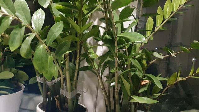 Кончина апреля