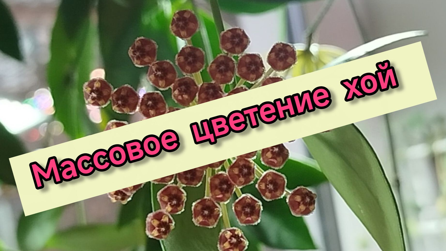📢Цветение моих хой.🌺🌸 Продолжение.👀