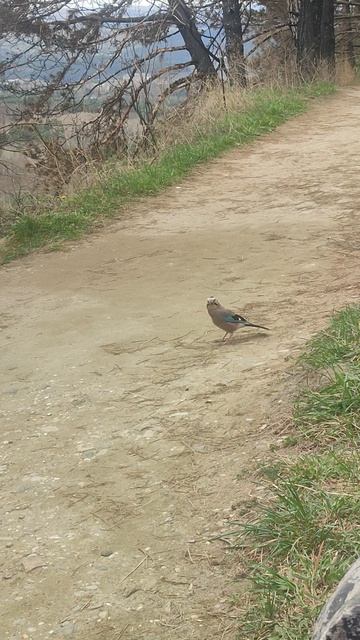 Наглые сойки Кисловодска