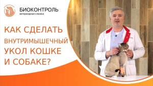 Как сделать внутримышечную инъекцию кошке и собаке? Внутримышечная инъекция кошке и собаке. 18+