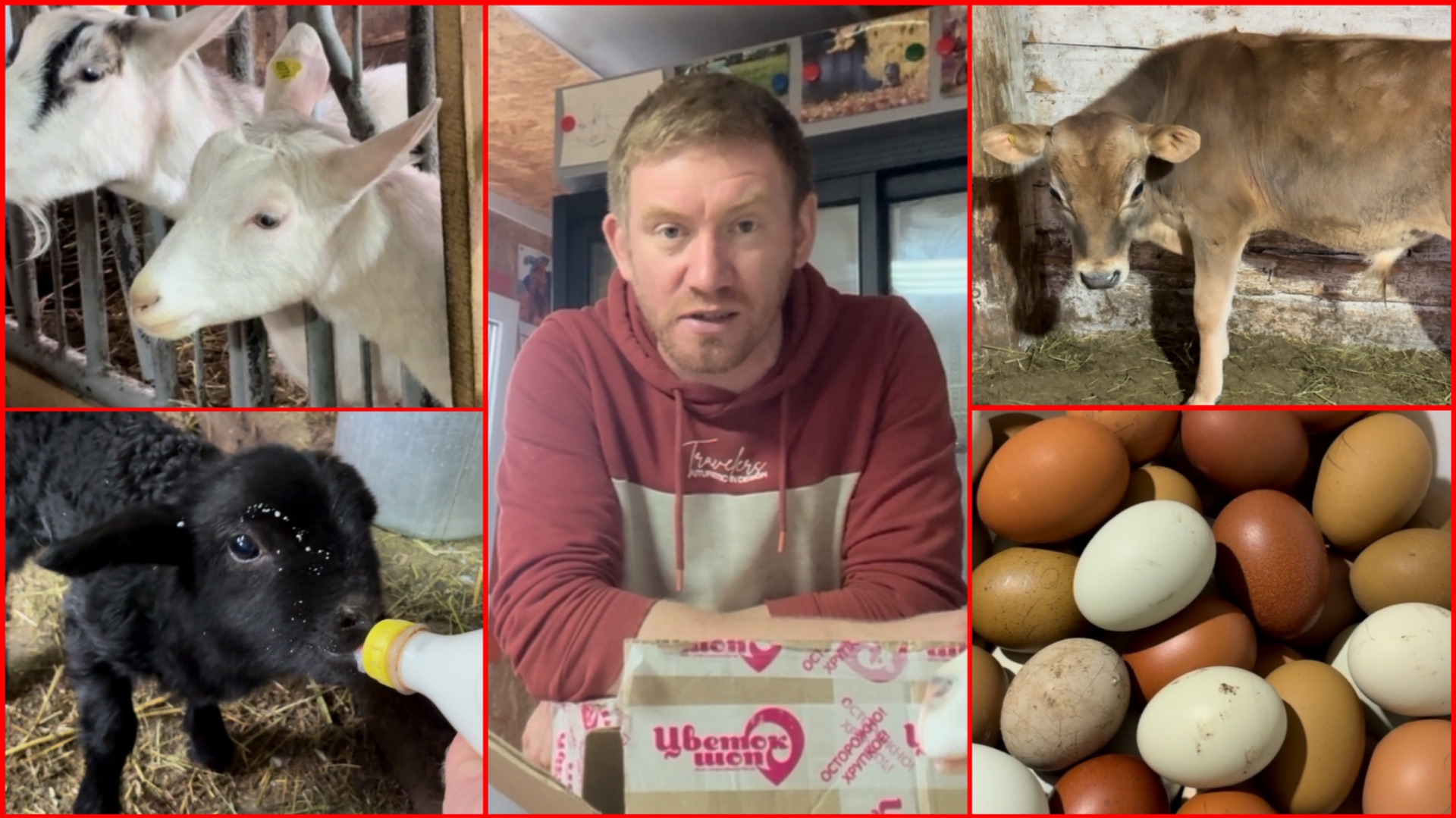 КОГО МНЕ ОПЯТЬ ПРИВОЛОКЛИ?😹😹😹